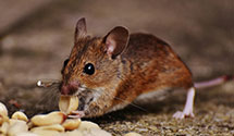 24 Hour & Emergency Exterminators in Northern Oaks, IL